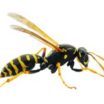 WASP