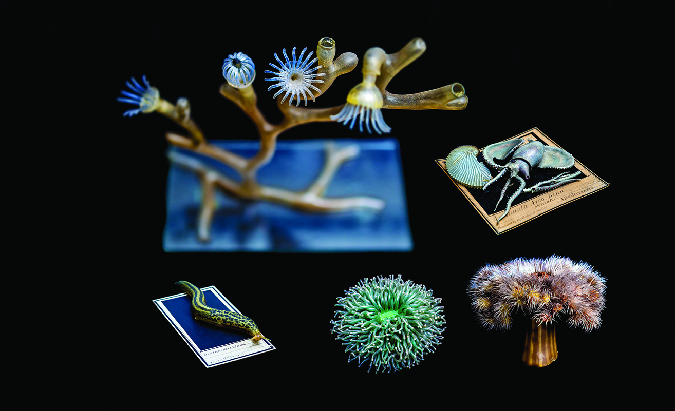 glass blown models of marine life from the 1800s