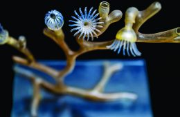 glass-blown model of a soft coral in the family Alcyoniidae