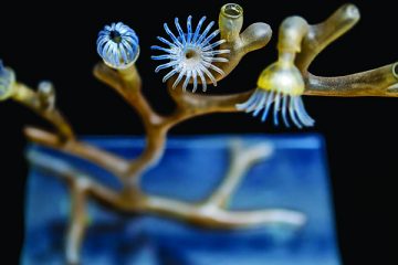 glass-blown model of a soft coral in the family Alcyoniidae