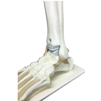 ankle bone