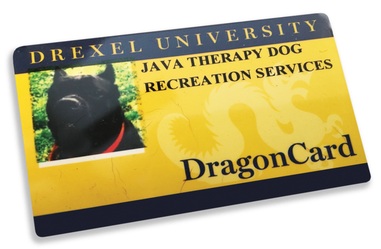 Java The Therapy Dog