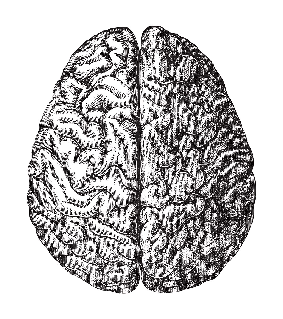 Vector image of Human brain