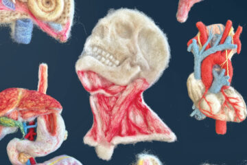 needle-felted skull and internal organs