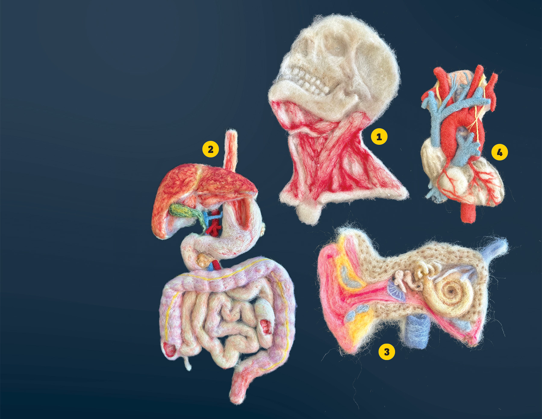 Needle-felted anatomical models